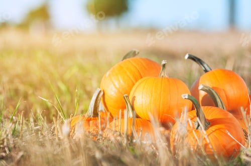 Preview: Many ripe orange pumpkins in field, space for text