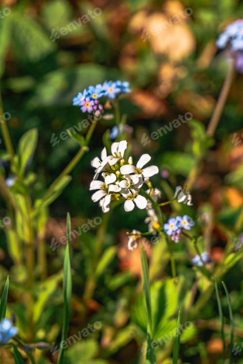 Preview: Wildflowers in the gross