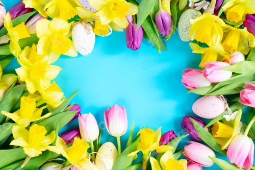 Preview: tulips and daffodils flowers