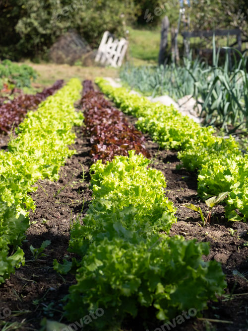 Preview: vegetable garden with lettuce of different green and purple varieties planted in line in the ground.