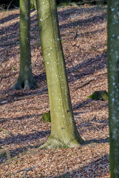 Preview: Forest and trees in very early spring - Denmark. A photo of forest beauty in early springtime.