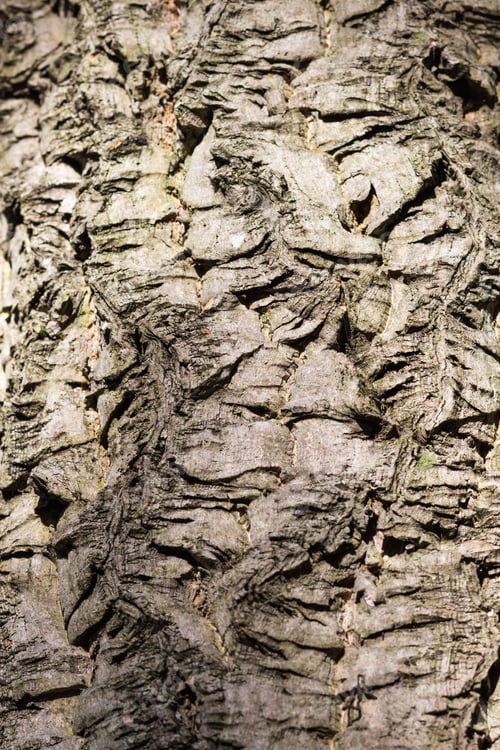 Preview: patterned bark texture