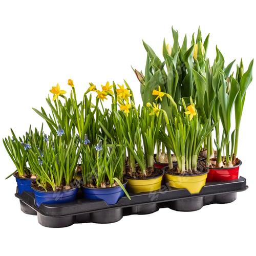 Preview: Mix of spring flowers ready for sale