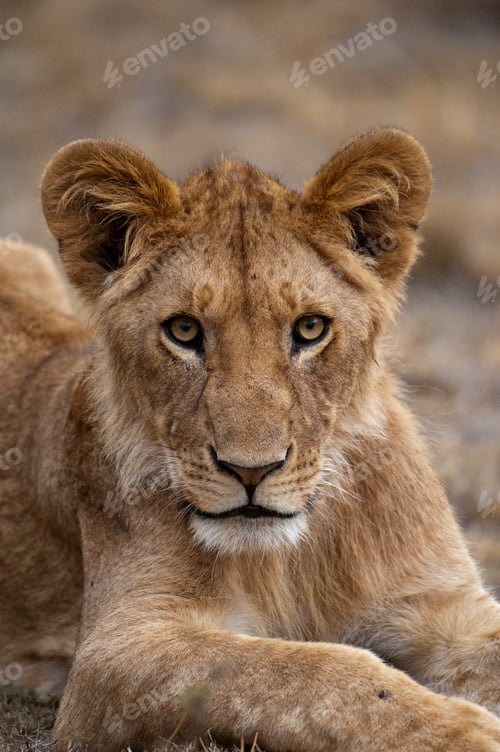 Preview: Young lion cub rests on the savanna.