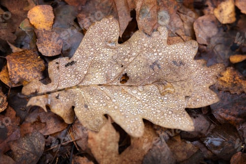Preview: Autumnal oak leaf