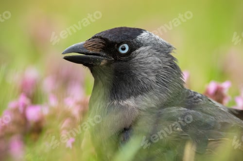 Preview: Detail of western jackdaw staring in blossom flowers