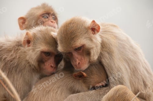 Preview: Monkey family with babies, hugging each other, Red faced macaque, emotional photo.