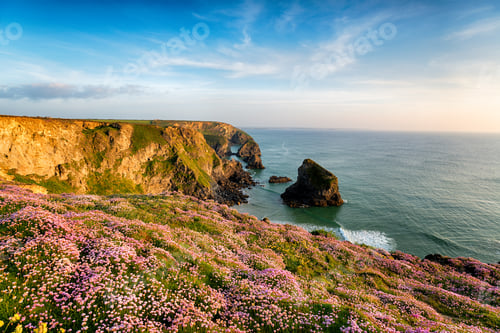 Preview: Thrift at Bedruthan in Cornwall