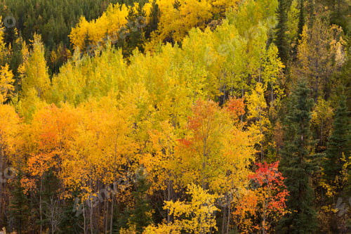 Preview: Golden fall aspen trees Yukon boreal forest taiga