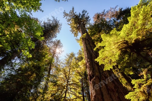 Preview: Lush Green Rain Forest in Pacific Northwest. MacMillan Provincial Park