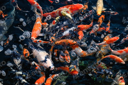 Preview: Colorful Koi fish swimming in pond