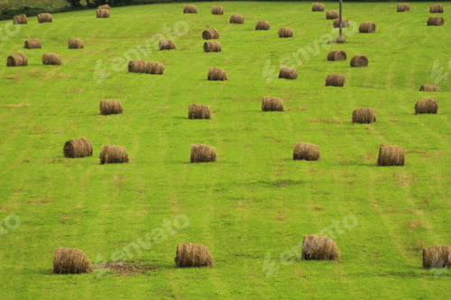 Preview: Rolls of hay in the freshly mowed field