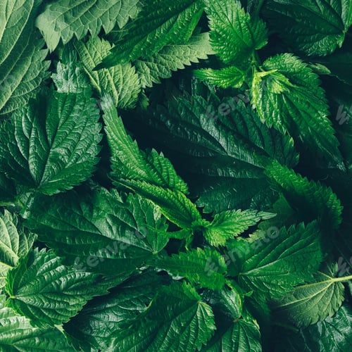 Preview: Creative nettle leaves background. Minimal nature concept. Flat lay. Green herbs texture.