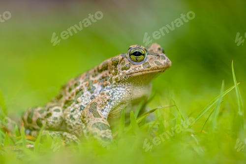 Preview: Firm Green toad in bright green Grass