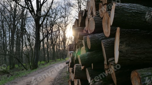 Preview: Trees, road and sunset
