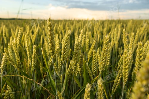 Preview: Field of cultivated common wheat on a sunny day