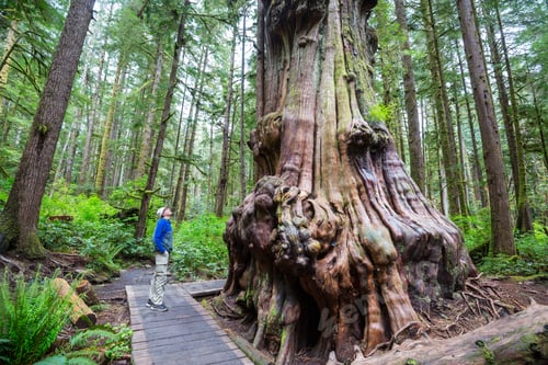 Preview: Forest on Vancouver island