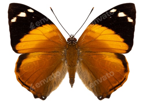 Preview: Smyrna blomfildia butterfly specimen