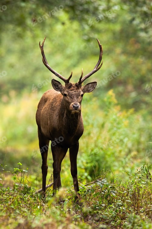 Preview: Red deer stag looking in forest autumn nature in vertical shot