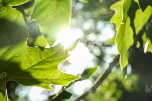 Preview: Tree branch with green leaves on sunny day