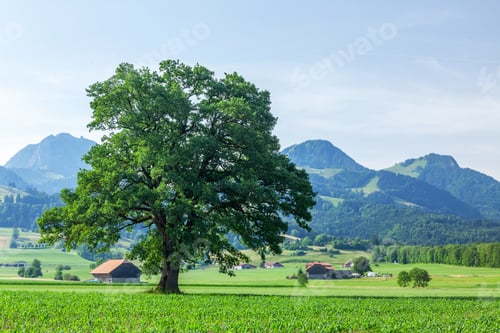 Preview: Panoramic view of tree, green alpine meadows and mountains