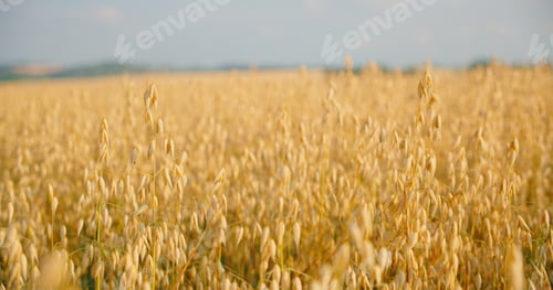 Preview: The concept of agriculture. Sunset light. Blurred background. Crop is ready for harvesting. Germany