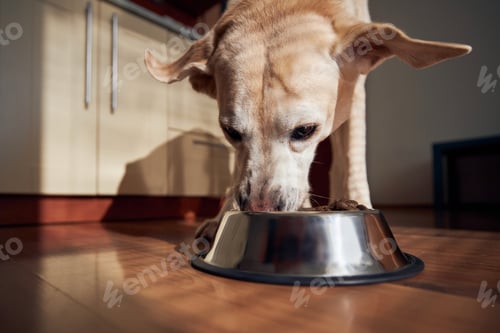 Preview: Feeding of hungry dog