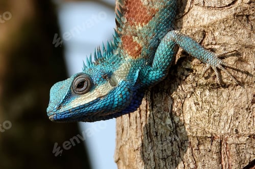 Preview: A closeup shot of a Calotes mystaceus on a tree