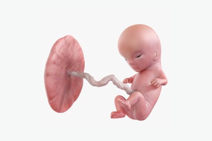Preview: 11-Week Fetus with Placenta and Umbilical Cord