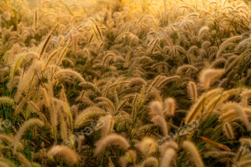 Preview: Grass flower in the morning at sunrise with golden sunshine. Flower field in rural. Orange meadow