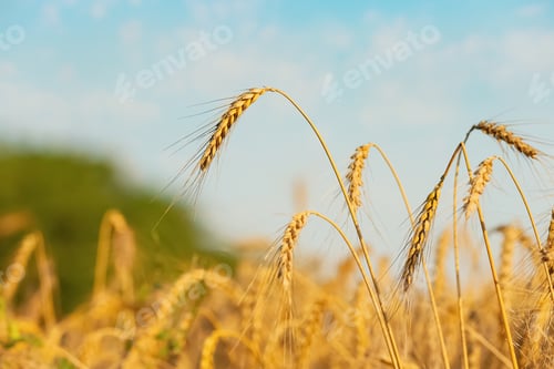 Preview: Golden ripe wheat spikelets in field, closeup