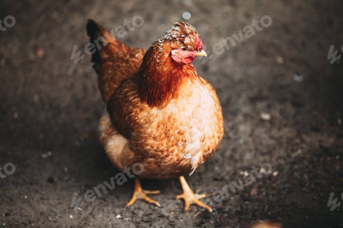 Preview: Brown red free chicken in farm