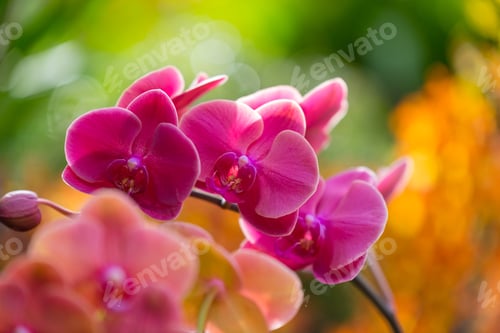 Preview: Beautiful Colorful Flower In A Botanic Garden