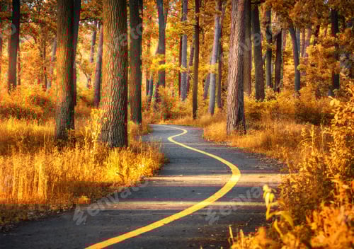 Preview: Beautiful road in orange forest at sunset in autumn. Landscape