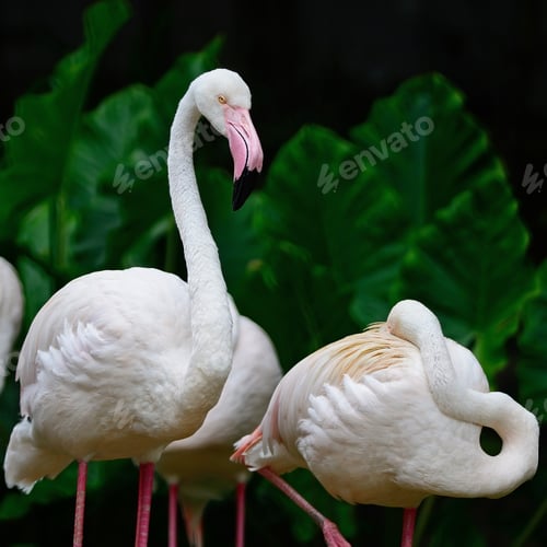 Preview: Greater Flamingo