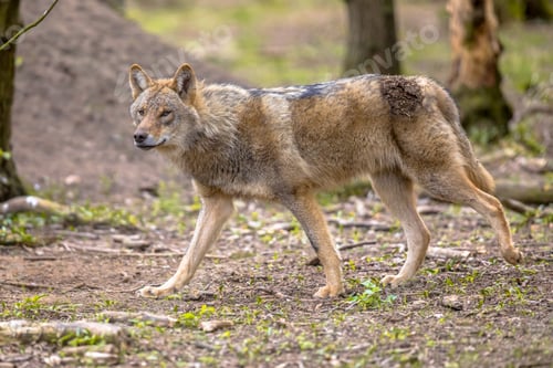 Preview: Wolf walking in european forest habitat