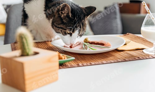 Preview: Cute cat eating from a plate on table