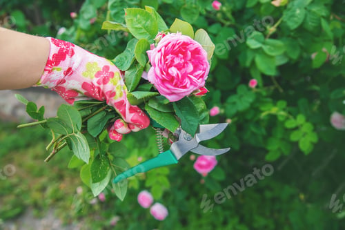 Preview: gardener pruning tea rose shears. selective focus.