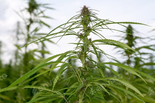 Preview: Cannabis or marijuana field, Sativa leaves weed medical hemp hash plantation against a cloudy sky