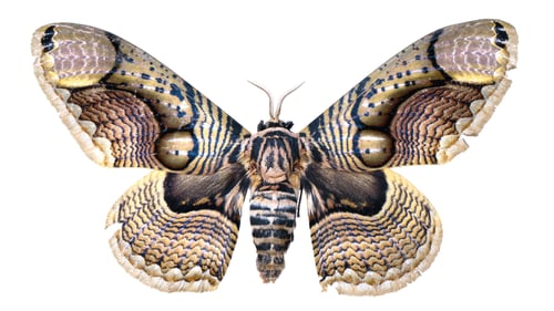 Preview: Beautiful insects collection: Brahmidia hearseyi
