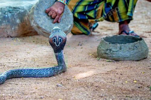 Preview: Snake charmer plays with indian cobra