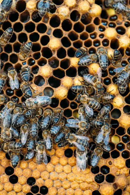 Preview: Honeybee swarm