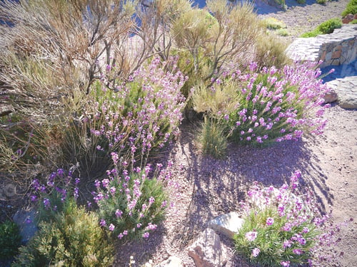 Preview: Purple nature plants