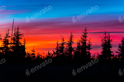 Preview: Pine trees at sunset