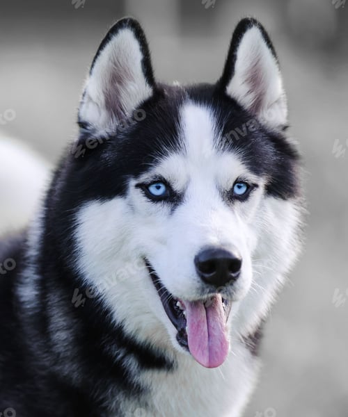 Preview: dog, siberian husky, pets, dogs, wilderness