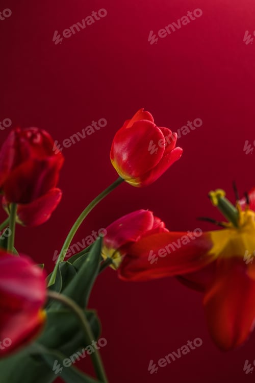 Preview: Abstract blurred background - red tulips Tulip flowers background for postcard or banner, copy space