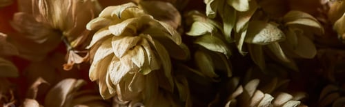 Preview: close up view of dry hop seed cones isolated on black, panoramic shot