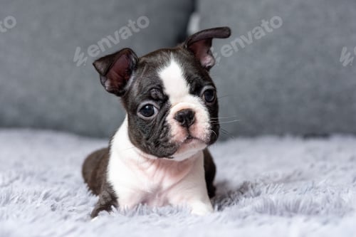 Preview: Portrait of a cute little Boston Terrier puppy lying on the bed