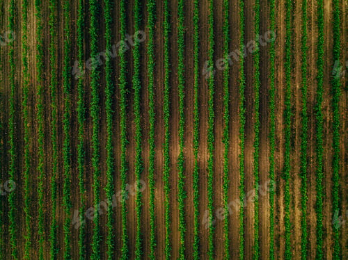 Preview: Aerial view over vineyard fields in Italy. Rows of grape vines
