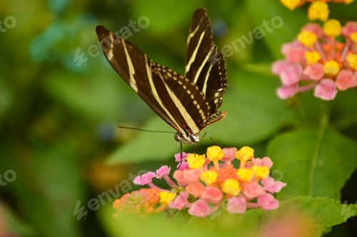 Preview: Butterfly